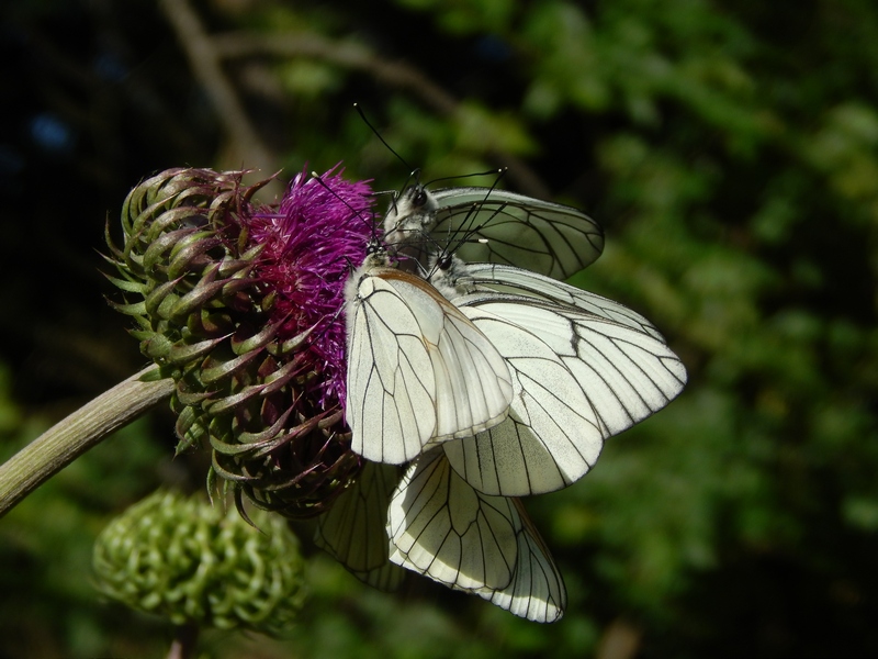 Apoteosi di Aporia crataegi